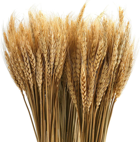 yarlung 300 Stems 16 Inch Dried Wheat Sheaves, Natural Wheat Stalks Bundle Fall Arrangement for DIY Craft, Home Table, Wedding
