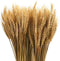 yarlung 300 Stems 16 Inch Dried Wheat Sheaves, Natural Wheat Stalks Bundle Fall Arrangement for DIY Craft, Home Table, Wedding