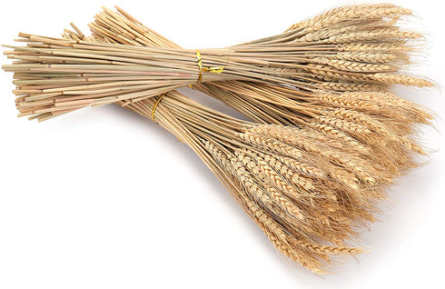 yarlung 300 Stems 16 Inch Dried Wheat Sheaves, Natural Wheat Stalks Bundle Fall Arrangement for DIY Craft, Home Table, Wedding