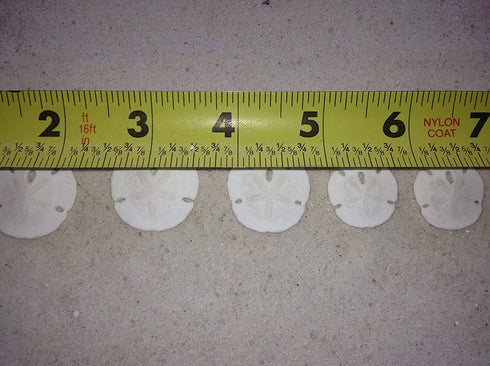 Small Natural White Sand Dollars 50 Pcs- Under 1.25 Inch - Small Sea Shell Perfect for Wedding or Crafts by Tumbler Home