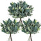 Winlyn 20 Pcs Mixed Eucalyptus Leaves Stems Bulk Artificial Oval Eucalyptus Leaves with White Seeds Stems and Eucalyptus Leaves Sprays for Vase Floral Wreath Bouquets Wedding Greenery Decoration