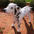 Jet Creations Inflatable Dalmatian Dog 39" Long Stuffed Animals Party Supplies An-DALM, Multicolor
