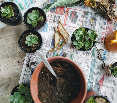 Shop Succulents | Unique Collection | Assortment of Hand Selected, Fully Rooted Live Indoor Succulent Plants, 3-Pack