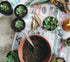 Shop Succulents | Unique Collection | Assortment of Hand Selected, Fully Rooted Live Indoor Succulent Plants, 3-Pack