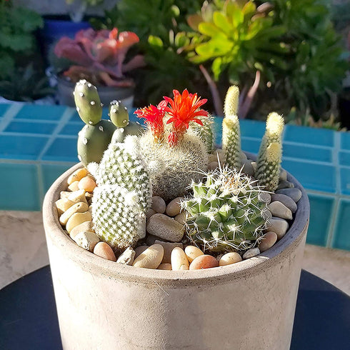 Cactus Plants (Mix of 3), Mammillaria Cactus Plants Live in Cactus Soil, Opuntia Cactus Live Plants, Cacti Plants Live, Cactus D©cor Succulents, Cacti D©cor Drought Tolerant Plants by Plants for Pets