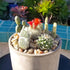 Cactus Plants (Mix of 3), Mammillaria Cactus Plants Live in Cactus Soil, Opuntia Cactus Live Plants, Cacti Plants Live, Cactus D©cor Succulents, Cacti D©cor Drought Tolerant Plants by Plants for Pets