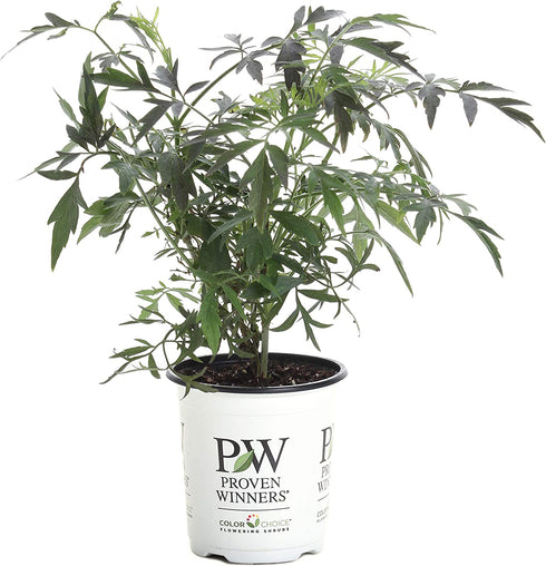 Black Lace Elderberry (Sambucus) Live Shrub, Pink Flowers, 4.5 in. Quart