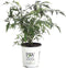 Black Lace Elderberry (Sambucus) Live Shrub, Pink Flowers, 4.5 in. Quart