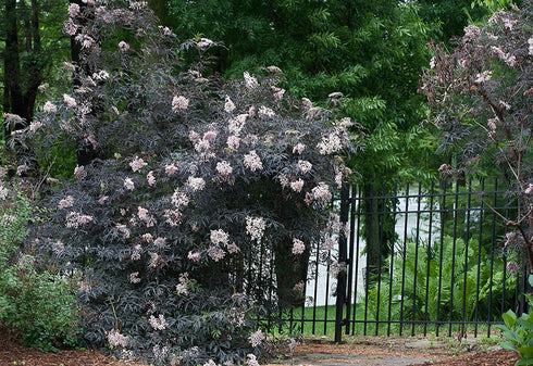 Black Lace Elderberry (Sambucus) Live Shrub, Pink Flowers, 4.5 in. Quart