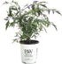 Black Lace Elderberry (Sambucus) Live Shrub, Pink Flowers, 4.5 in. Quart
