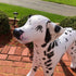 Jet Creations Inflatable Dalmatian Dog 39" Long Stuffed Animals Party Supplies An-DALM, Multicolor