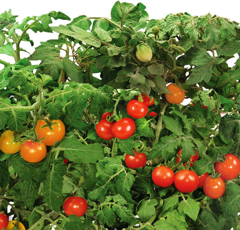 AeroGarden Red Heirloom Cherry Tomato Seed Pod Kit (9-pod)