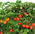 AeroGarden Red Heirloom Cherry Tomato Seed Pod Kit (9-pod)