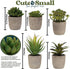 5 Artificial Succulents Plants Artificial Pot Small Fake Plants Bedroom Aesthetic Fake Succulent Plants - Cactus Decor Plants Bedroom Decor Potted Faux Succulents Desk Plant Shelf Decor Living Room