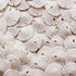Small Natural White Sand Dollars 50 Pcs- Under 1.25 Inch - Small Sea Shell Perfect for Wedding or Crafts by Tumbler Home