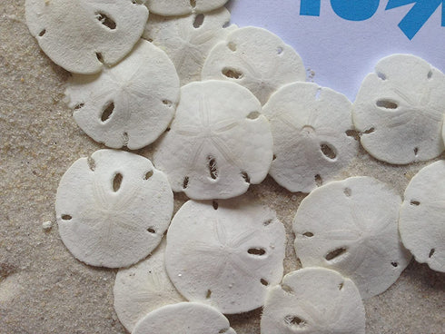 Small Natural White Sand Dollars 50 Pcs- Under 1.25 Inch - Small Sea Shell Perfect for Wedding or Crafts by Tumbler Home