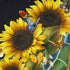ECOTOB Sea Turtle Sunflower Shower Curtain for Bathroom, Rustic Farmhouse Yellow Sunflowers Ocean Animal Turtle on Black Background Fabric Bathroom Decor Set with Shower Curtain Hooks, 72x72 Inch