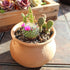 Cactus Plants (Mix of 3), Mammillaria Cactus Plants Live in Cactus Soil, Opuntia Cactus Live Plants, Cacti Plants Live, Cactus D©cor Succulents, Cacti D©cor Drought Tolerant Plants by Plants for Pets