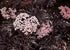 Black Lace Elderberry (Sambucus) Live Shrub, Pink Flowers, 4.5 in. Quart