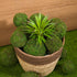 18 Pack Decorative Faux Dried Moss Balls- 6pcs 3.1" Artificial Green Plant Mossy Globes+ 12pcs 2.2" Handmade Sphere Moss Hanging Balls for Home Garden Decors Party Wedding Display Supplies Photo Props