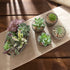 SOPHSEAG Small Artificial Succulent Plants Artificial Potted Faux Plant Decor, Mini Fake Succulent Plants Arrangement Decorations for Office Home Shelf Desk, in Rustic Textured Pulp Pots (Set of 5)