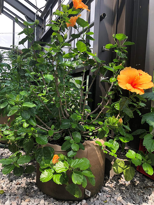 Smart Pots 15-Gallon Smart Pot Soft-Sided Container, Tan