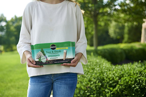 Miracle-Gro Tree & Shrub Plant Food Spikes, 12 Spikes/Pack