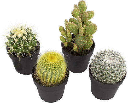 Altman Plants Assorted Cactus Collection 2.5" 4 pack
