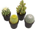 Altman Plants Assorted Cactus Collection 2.5" 4 pack