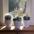 Altman Plants Assorted Cactus Collection 2.5" 4 pack