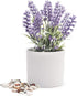Kurrajong farmhouse Fake Lavender Artificial Plant | Artificial Lavender in White Pot | Realistic Faux Lavender Plant | Stunning Lavender Faux Plants Indoor | Lavender Decor | Fake Lavender Plant