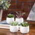 MyGift Miniature Artificial Succulents, Indoor Fake House Plants in Round White Geometric Ceramic Pots, Set of 4