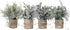 Artificial Topiaries Plants & Flowers, 4 Pcs Mini Plants Artificial Potted Set Fake Green Grass Plant Faux Plastic Topiary for Home Office Desk Bathroom Kitchen Counter Decoration (Nature)
