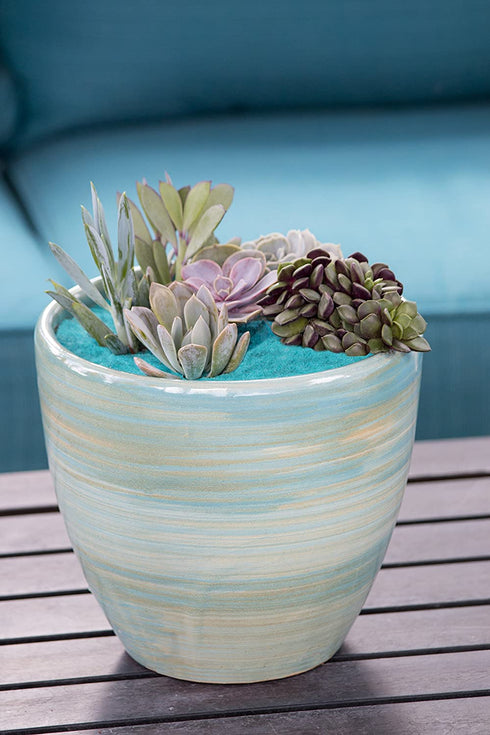 Costa Farms Succulents Fully Rooted Live Indoor Plant, 2.5-Inch Echeveria, in Grower's Pot