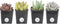 Costa Farms Succulents Fully Rooted Live Indoor Plant, 2.5-Inch Echeveria, in Grower's Pot