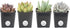 Costa Farms Succulents Fully Rooted Live Indoor Plant, 2.5-Inch Echeveria, in Grower's Pot