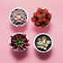 Olrla Mini Artificial Succulents Plants Set of 4, Realistic Faux Succulent in White Pots for DIY Bedroom Bathroom Bookshelf Office Garden Women Desk Decor (Red )