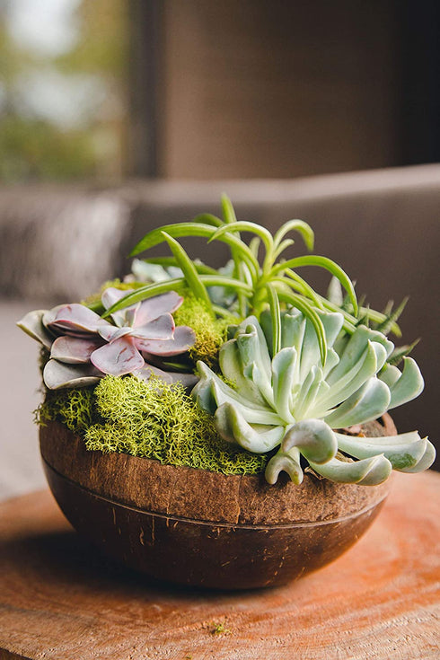 100% Natural Jumbo Coconut Bowl/Spoon Unique Gift Set. Eco-Friendly Vegan Organic Non-Toxic Reusable Sustainable Smoothie A§ai Buddha Kitchen Bowl (Set of 4 Carved Hand-Crafted Bowls with 4 Spoons)