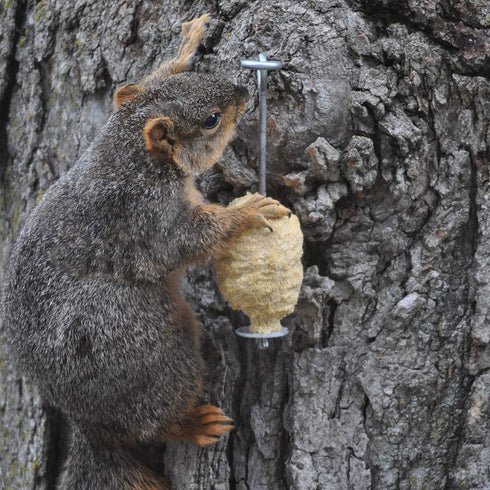 C&S CS611 Nut'n Sweet Corn Refill Squirrelog Backyard Feeder, None