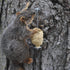 C&S CS611 Nut'n Sweet Corn Refill Squirrelog Backyard Feeder, None