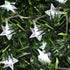100 LED Star String Lights, Cool White Fairy Lights Christmas Set, 49 Feet, 8 Modes Plug for Indoor Outdoor Decorative Holiday Use, Christmas Tree, Gardens, Weddings, Bedroom Decorations UL Certified