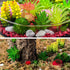 24 Pack Mini Artificial Succulent Plants Unpotted : Fake Succulents Picks Realistic Plastic Cactus Stems for Terrarium Bulk Small Faux Assorted Arrangements Flocked Greenery