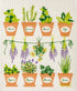 Wet-It! Swedish Dishcloth Set (Herbs Set of 3)