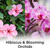 Air Wick Plug in Scented Oil Refill Freshener Essential Oils, Hibiscus and Blooming Orchids, 5 Count