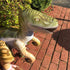 Jet Creations Inflatable Dinosaur