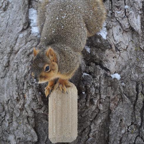 C&S CS611 Nut'n Sweet Corn Refill Squirrelog Backyard Feeder, None