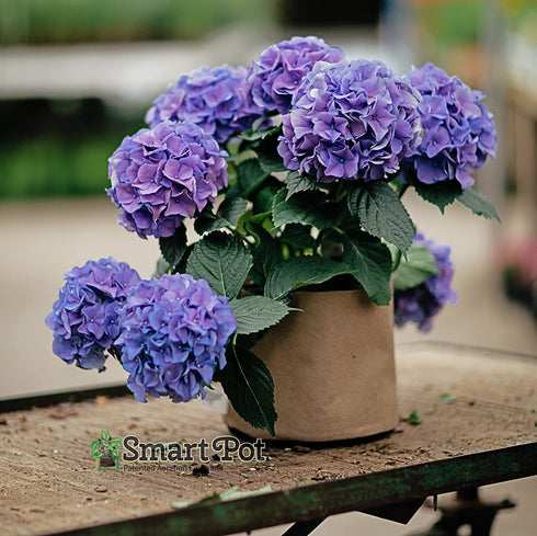 Smart Pots 15-Gallon Smart Pot Soft-Sided Container, Tan