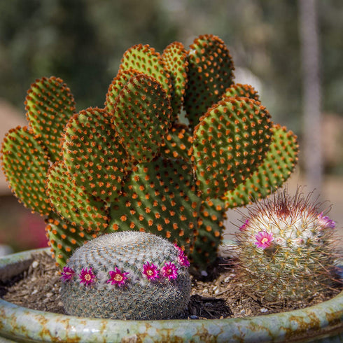 Altman Plants Assorted Cactus Collection 2.5" 4 pack