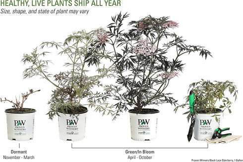 Black Lace Elderberry (Sambucus) Live Shrub, Pink Flowers, 4.5 in. Quart