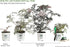 Black Lace Elderberry (Sambucus) Live Shrub, Pink Flowers, 4.5 in. Quart